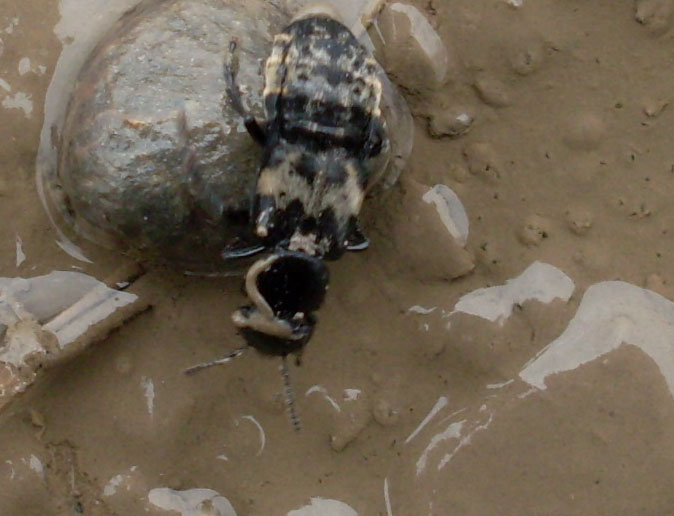 Creophilus maxillosus (Staphilinidae) e Diachromus germanus (Carabidae)